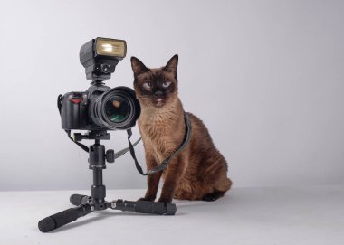 Kamerasıyla siyam kedisi. Portreleri çekmeye hazır. Fotoğrafçı