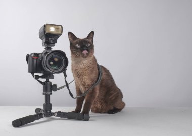Kamerasıyla siyam kedisi. Portreleri çekmeye hazır. Fotoğrafçı