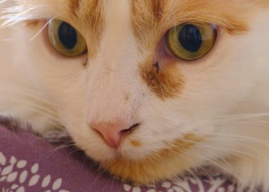 Büyük sarı gözlü şirin bir kedi.