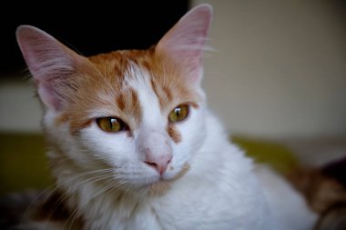 Büyük sarı gözlü şirin bir kedi.