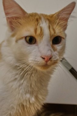 Büyük sarı gözlü şirin bir kedi.