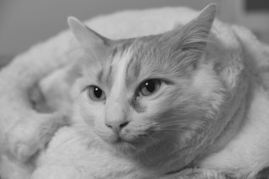 Büyük sarı gözlü şirin bir kedi.