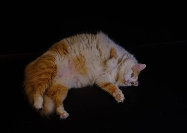 Siyah arka planda kırmızı kedi