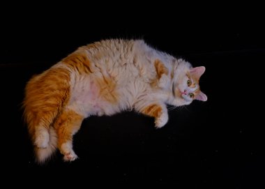 siyah arka plan üzerine kedi