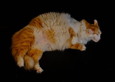 Siyah arka planda kırmızı kedi