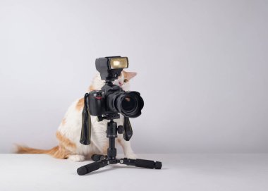 Masada oturmuş kameraya bakan sevimli, komik bir kedi.