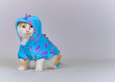 Beyaz arka planda leopar kostümü giyen komik küçük kedi.