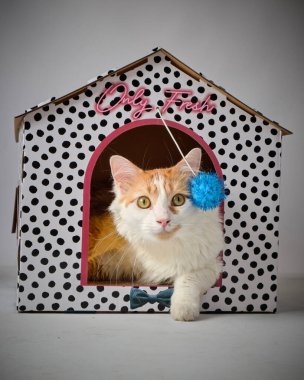 Kırmızı bir evde sevimli bir kedi yavrusu