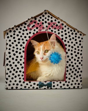 Kırmızı oyuncaklı şirin kedi.