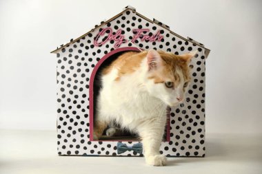 Beyaz arka planda kırmızı kedi