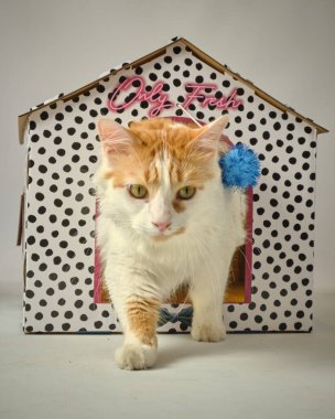 Mavi kravatlı şirin kedi.