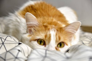 yatakta yatarken kedi