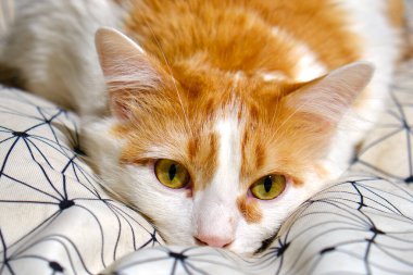 Kırmızı kedi kanepede yatıyor.