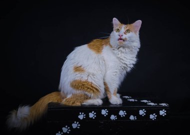 Maine coon siyah bir zemin üzerine