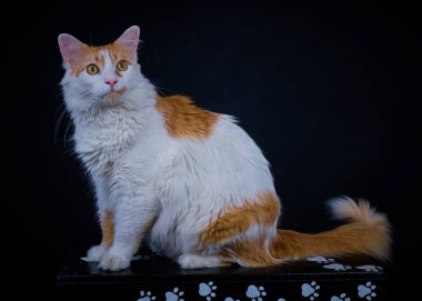 kedi siyah arka planda