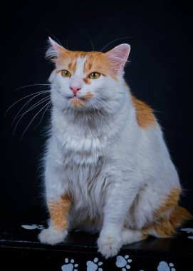 Siyah arka planda beyaz kedi. Güzel görünümlü bir kedi..