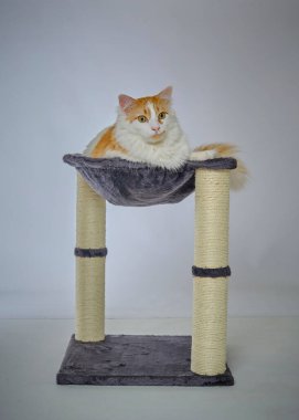 Beyaz arka planda sevimli kedi yavrusu