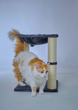 Beyaz arka planda sevimli kedi yavrusu