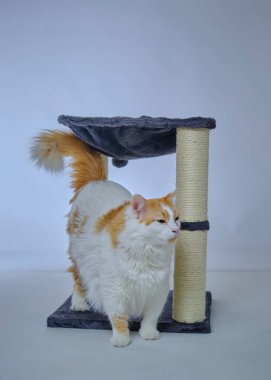 Beyaz arka planda sevimli kedi yavrusu