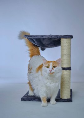 Stüdyoda tüylü kedi, izole.