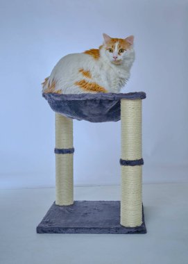 Beyaz arka plandaki kedi