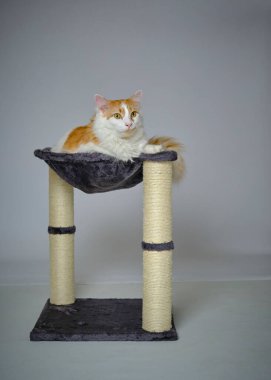 Taburede oturan renkli gözlü bir kedi.