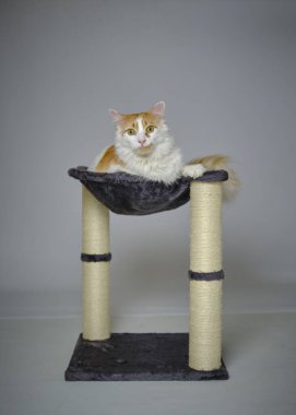 Gri arka planda oturan sevimli tekir kedi.