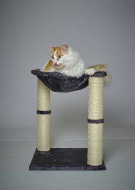 Beyaz arka plandaki kedi