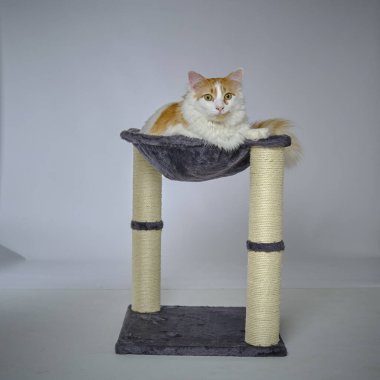 Renkli lekeli tekir kedi.