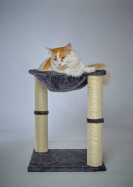 Odadaki sevimli kedi.