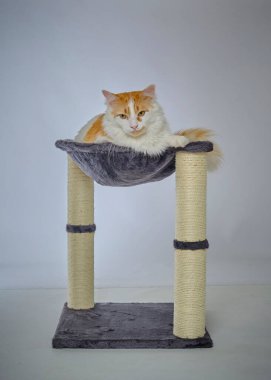 Siyah arka planda kırmızı kedi.