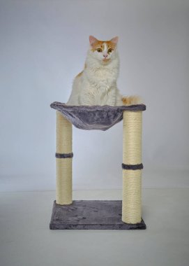 Kedi tahtadan bir taburede oturuyor.