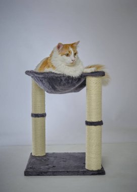 Gri arka planda kafesteki kedi