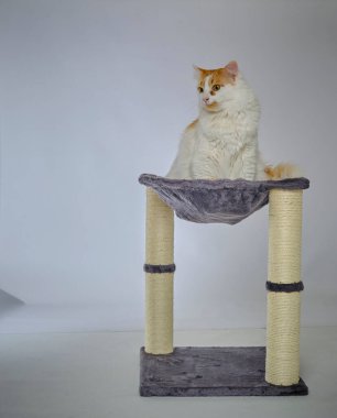 Sandalyede oturan sevimli kedi.