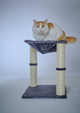 kırmızı gözlü bir kedi