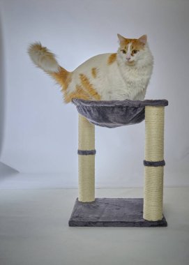 Kedi yerde oturuyor.