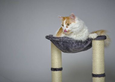 Kırmızı kedi gri arka planda bir tırmalama direğinde oturuyor.