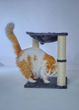 Stüdyoda beyaz arka planda bir kedi