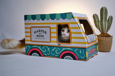 bir karton kutu içinde kedi.