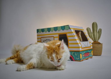 Kedi ve oyuncak araba masada.