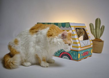 kutusunda sevimli kedi