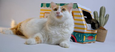 Beyaz arka planda sarı ve beyaz renkli komik kedi yavrusu.