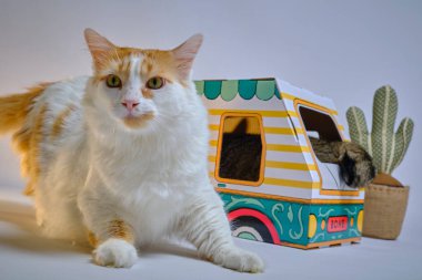 Sarı gözlü, sevimli kızıl kedi ve oyuncak.