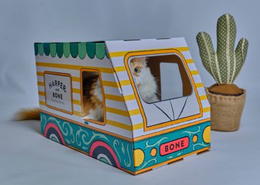 Evdeki küçük kedi..