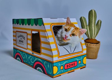 Karton bir kutuda sevimli bir kedi yavrusu.