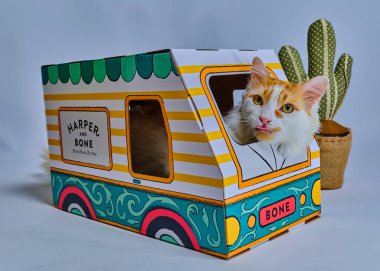 Kutudaki şirin kedi..