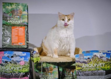 Kedi dükkanda yatıyor.