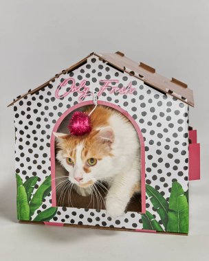 Karton bir kutuda kedi yavrusu.