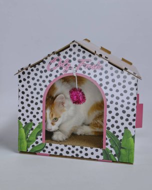 Küçük evinde oynayan sevimli bir kedi.