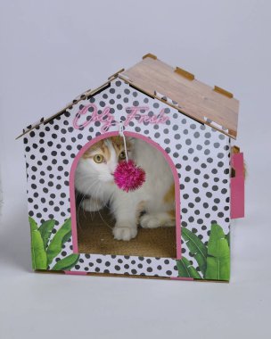 Odadaki sevimli kedi.